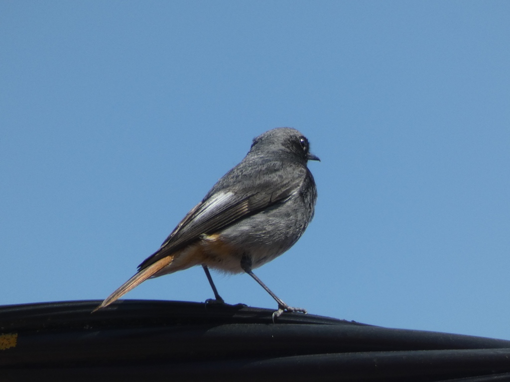 Schon Mitte März sind die ersten Hausrotschwänze wieder da. Hier ein Männchen (Foto: Peter Schlör).