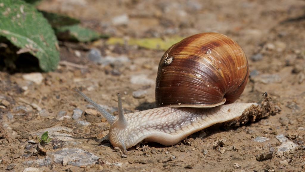 Was für Stielaugen! Werner Appel hat diese Weinbergsschnecke fotografiert.