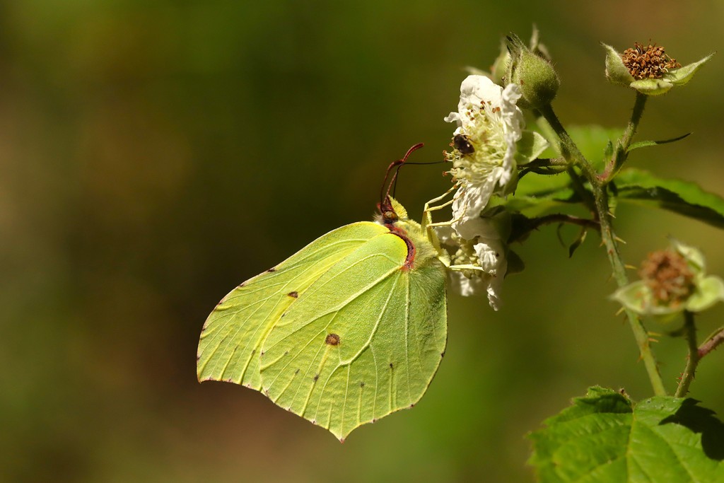 Wilfried Keller hat einen Zitronenfalter geschickt.