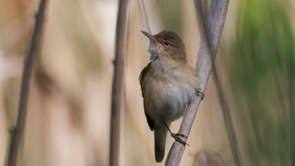 Versteckt im Schilf am "Unteren Ried" hat Werner Appel diesen Teichrohrsänger fotografiert.