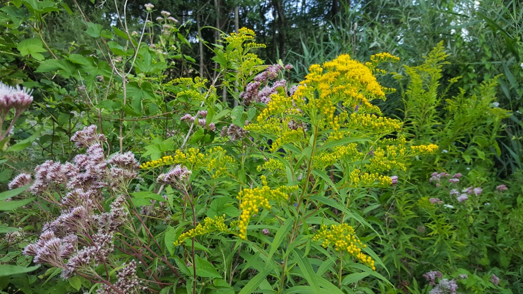 Die Goldrute in gelber Blüte - genau der richtige Zeitpunkt, um die Pflanze zu entfernen.