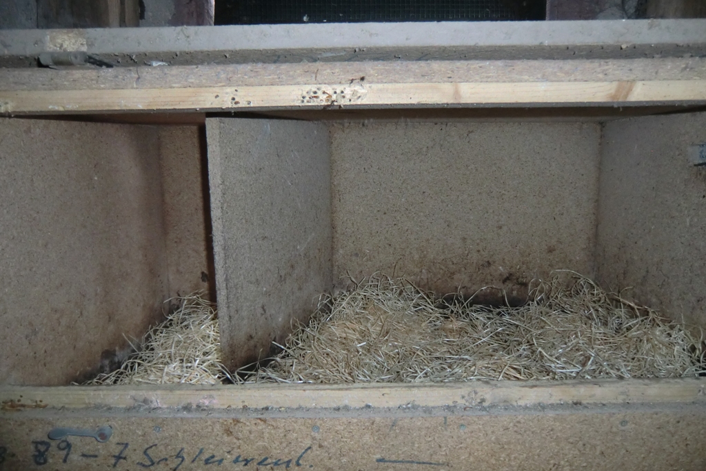 Nach der Reinigung wird der Kasten entweder mit Sägemehl oder wie hier mit Holzwolle ausgelegt.