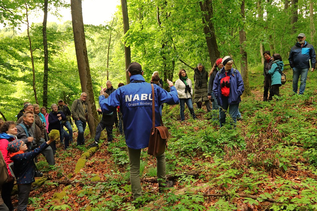 Ein besonderer Ort im Wald: Naturverjüngung, weil duch den Tod großer Bäume nun Licht auf den Waldboden fällt.