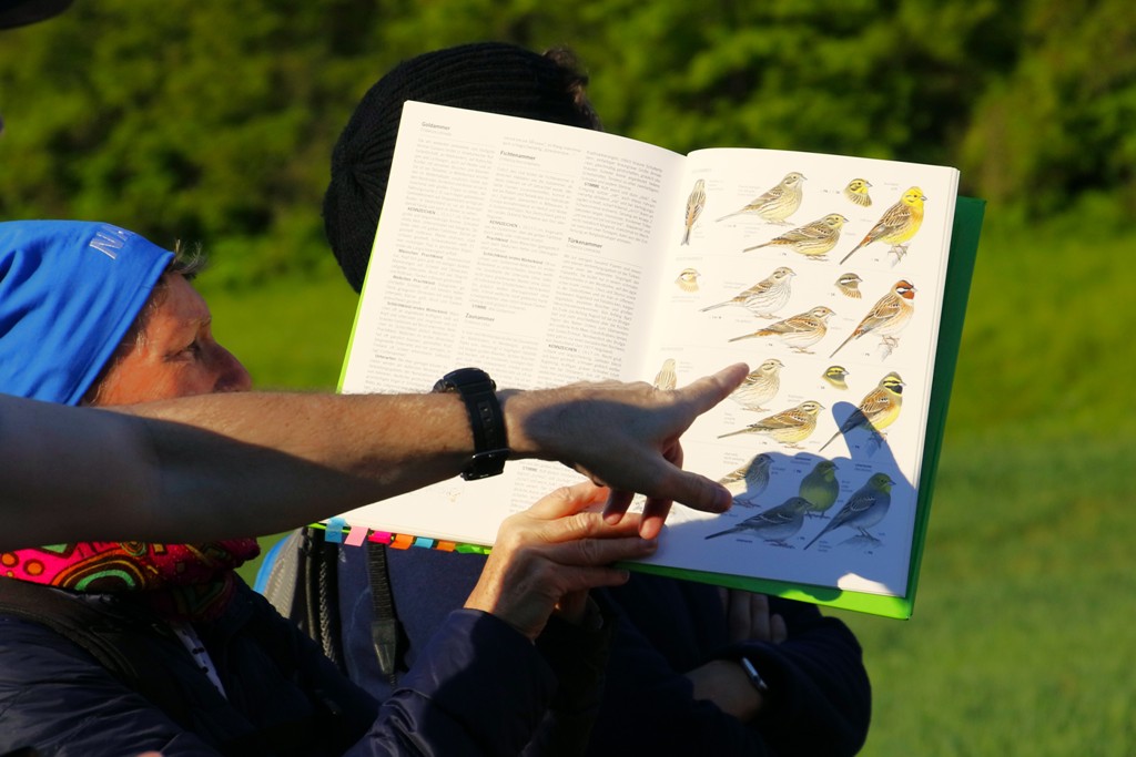 Vogelarten, die nur gehört wurden bzw. nur kurz zu sehen waren, wurden im Buch durch Renate Rosenitsch gezeigt.