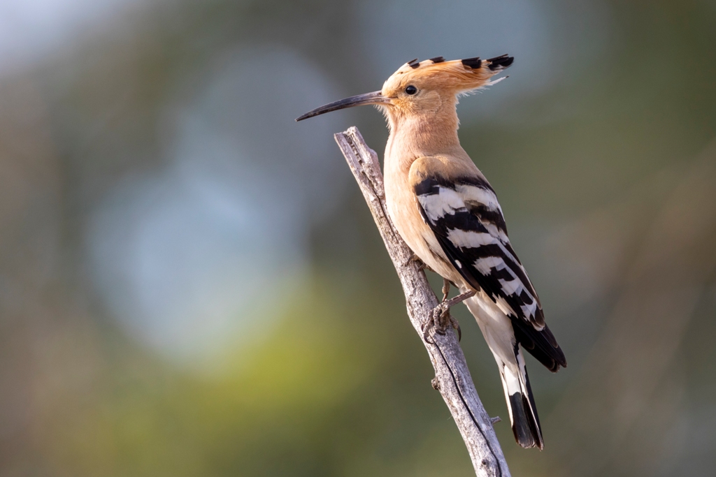 Welch´ein überraschender Anblick: Ein Wiedehopf - Foto: NABU/ Paul Gläser