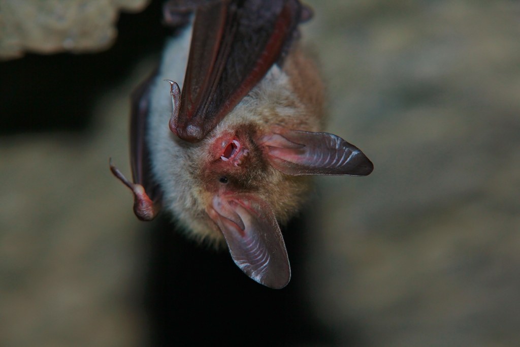 Bechsteinfeldermaus (Foto: Wilfried Keller)