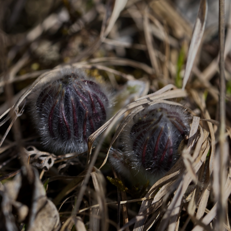 Die Blütenknospen. Foto: Reiner Hehn