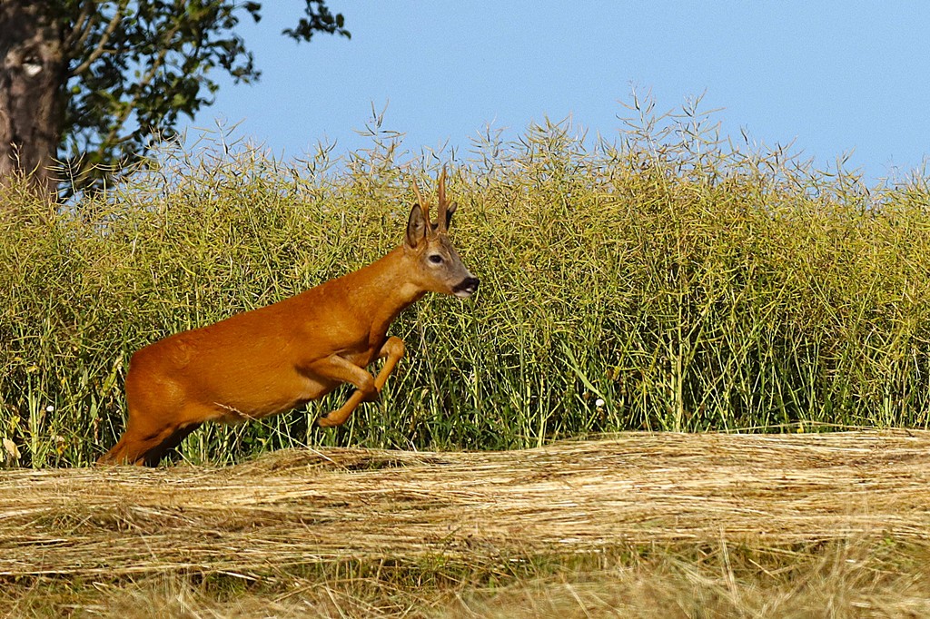 Olympischer Sprung eines Rehbocks. Foto: Wilfried Keller