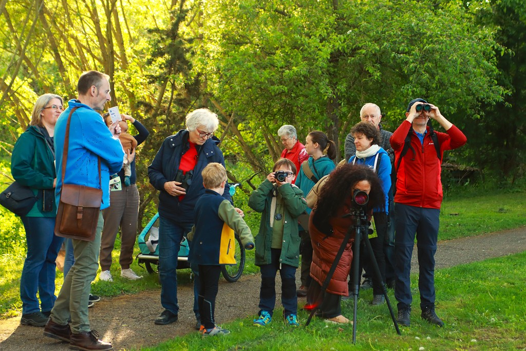 Auch Spuren des Bibers wurden beim Spaziergang entdeckt.
