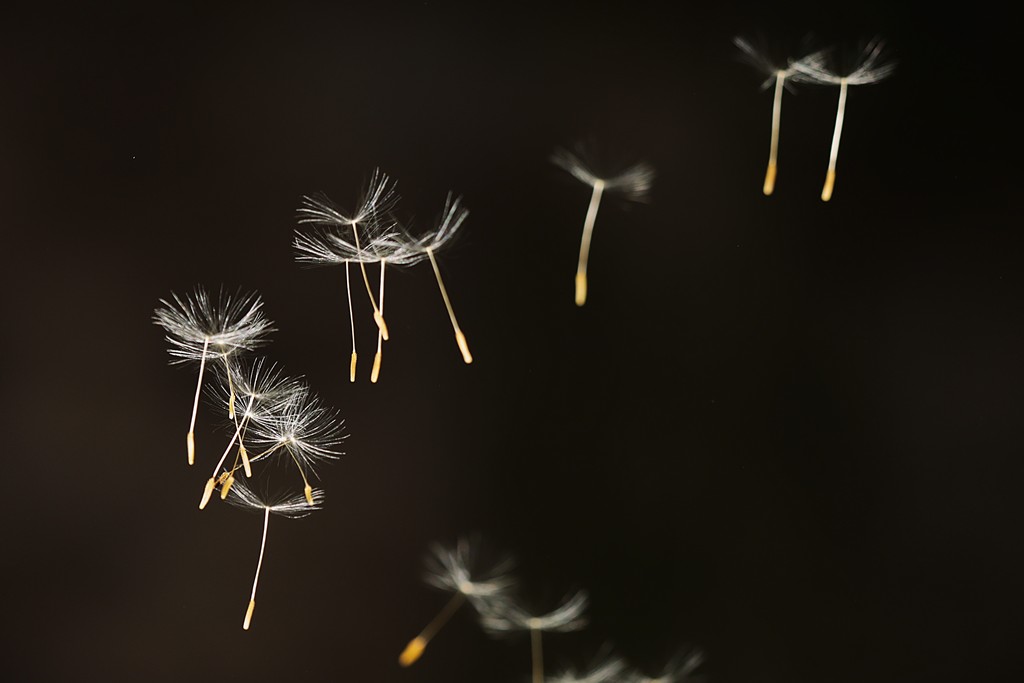 "Pusteblume" von Wilfried Keller fotografiert.
