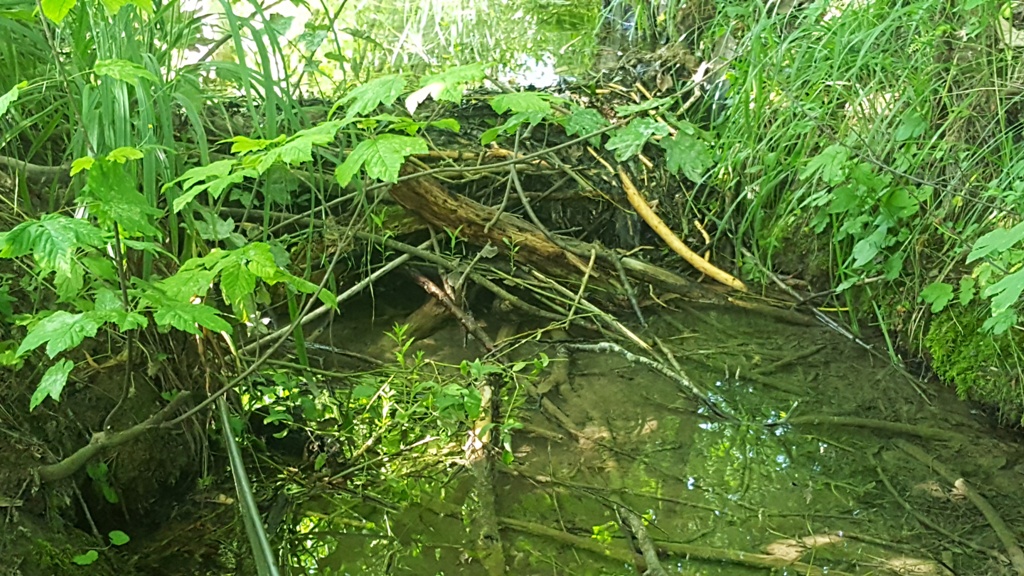 Am Zulauf für den ersten Tümpel ist ein kleiner Damm gebaut.