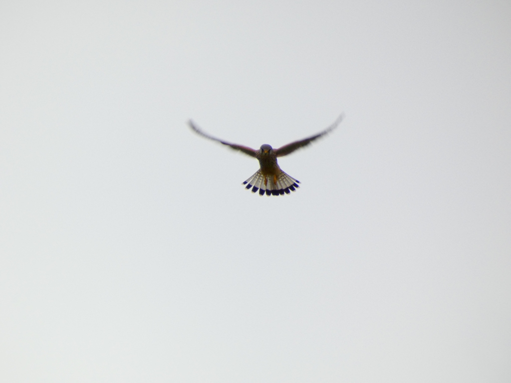 Peter Schlör hat den Turmfalken bei seinem typischen "Rüttelflug" fotografiert.