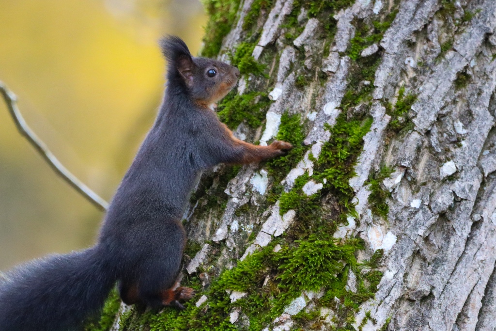 Finn Stolzenberger hat dieses Eichhörnchen fotografiert.