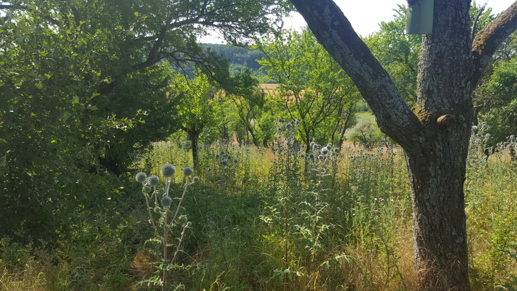 Schattenplätze wechseln mit praller Sonne ab.