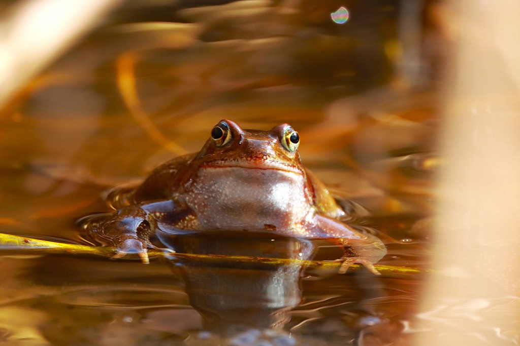 Einen Grasfrosch im Laichgewässer hat Wilfried Keller fotografiert.