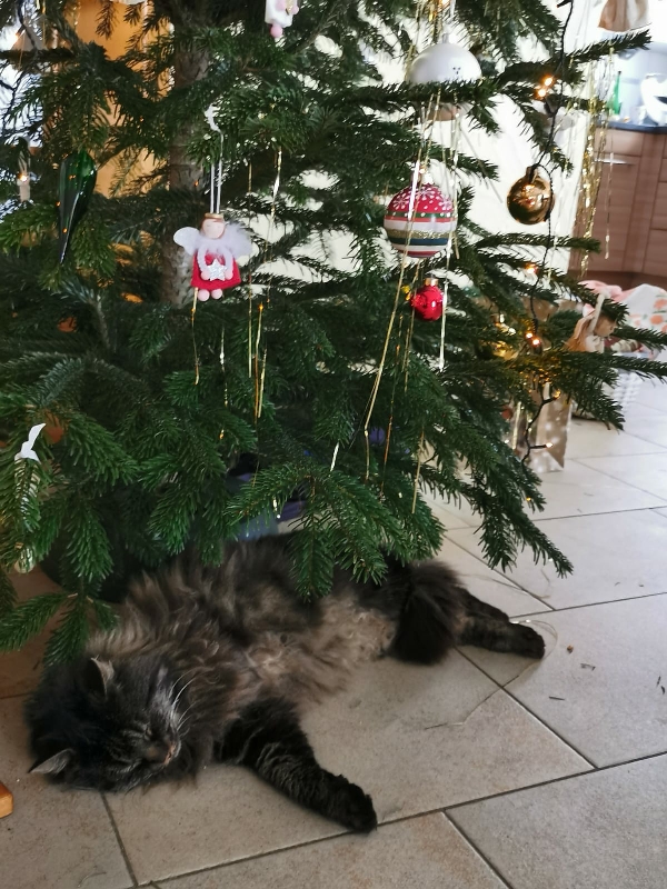 Katzen werden sehr oft versehentlich eingesperrt. Wir bitten Sie