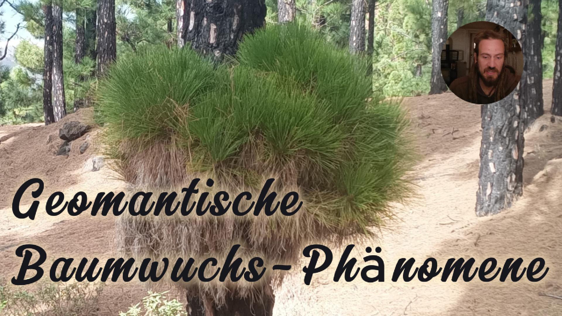 Geomantische Baumwuchsphänomene
