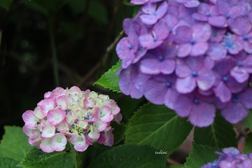 あんみつ色の金澤友禅工房の庭　加賀友禅の紫陽花