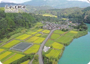 花水流棚田　棚田カード