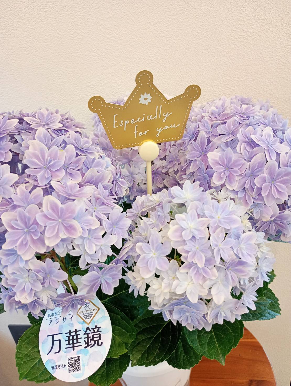 アジサイ「万華鏡」