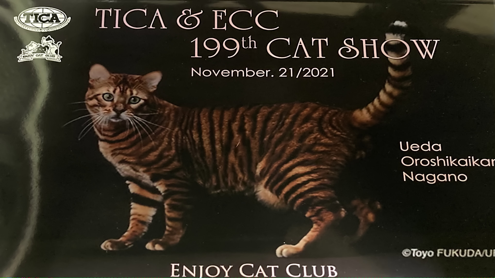 TICA＆ECC199THキャットショーの御礼