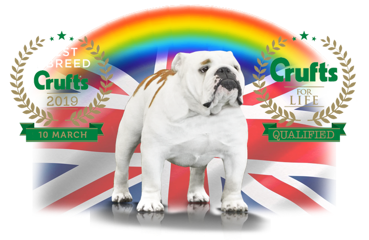 Clearance crufts 2019 bulldogs New Arrivals