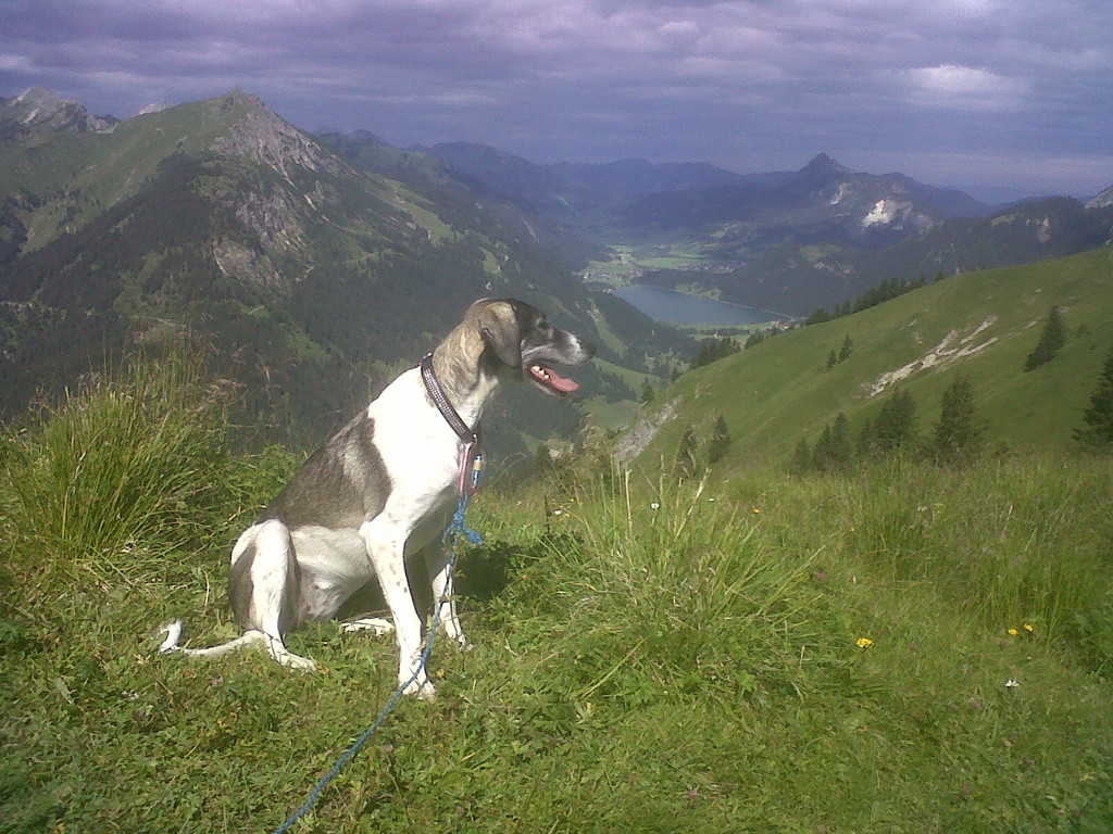 mit der Chilli am Hahnenkamm