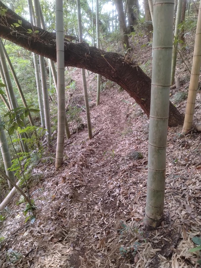 香取「薬医門の宿」の裏山の山道