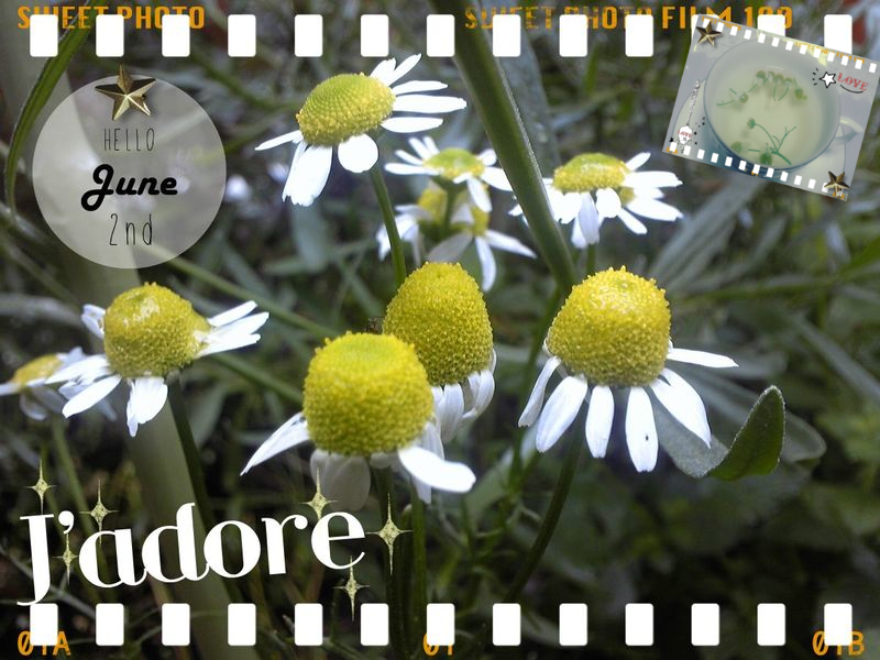 カモマイル カモミール フレッシュティー飲む ワーホリ 留学 J1 シニア アロマ ハーブのas Pea Support