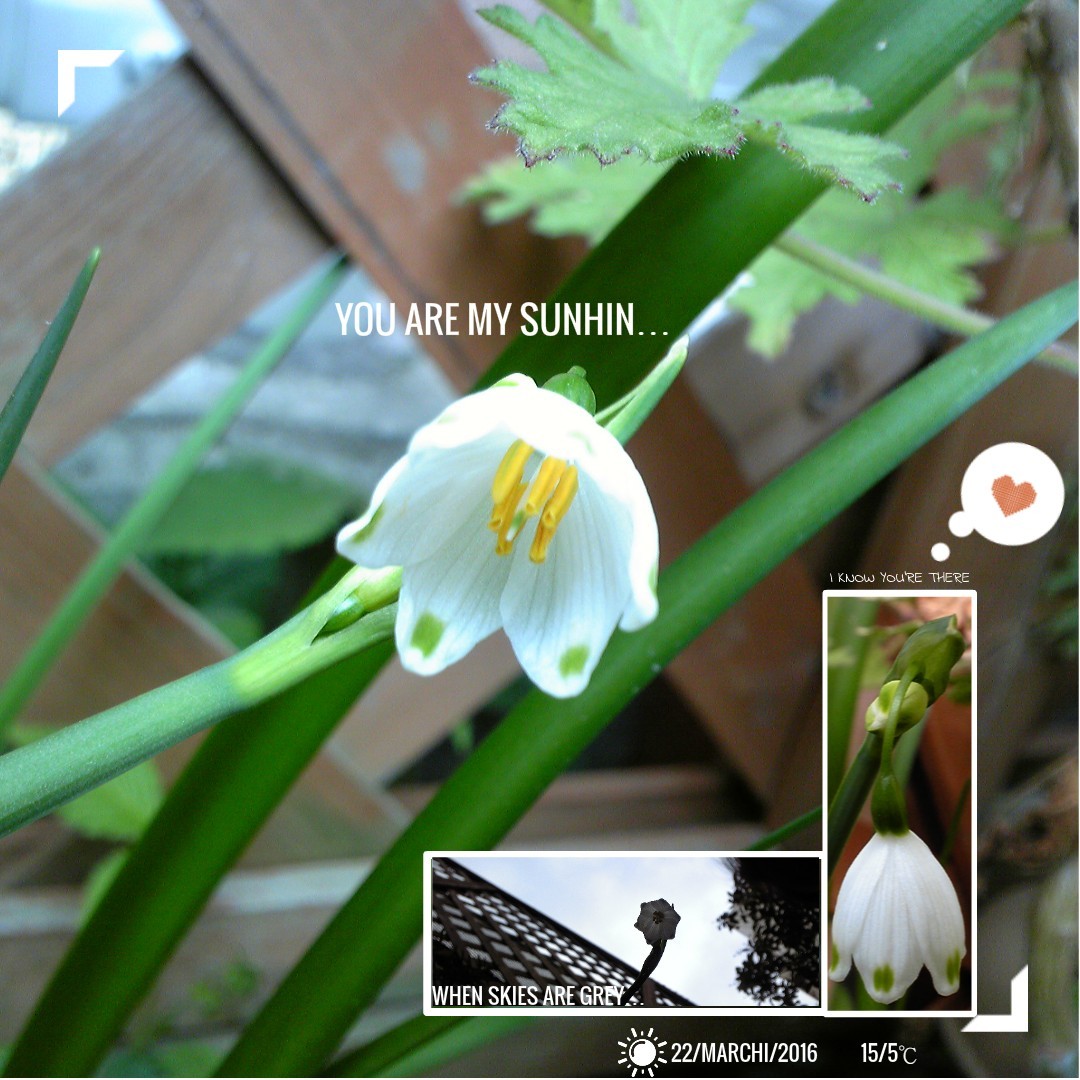 庭の花よりsnowflake 思い出した この歌の話 You Are My Sunshine 実は失恋ソング ワーホリ 留学 J1 シニア アロマ ハーブのas Pea Support 庭の花よりsnowflake 思い出した この歌の話 You Are My Sunshine 実は失恋ソング ワーホリ 留学 J1 シニア アロマ ハーブのas Pea Support