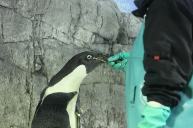 ペンギンの食事タイムでした