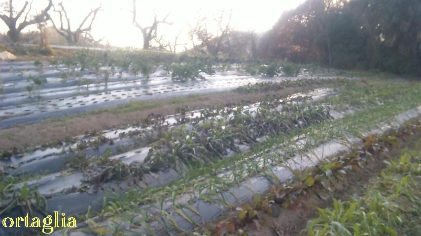 根野菜や葉野菜たち(12月ごろ)