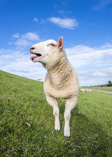 Hochformat Schaf streicht auf einem Deich am Jadebusen die Zunge heraus