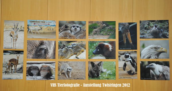 VHS Twistringen - Tierfotografie - Hannover Zoo 2012 - Fotoausstellung im Rathhaus