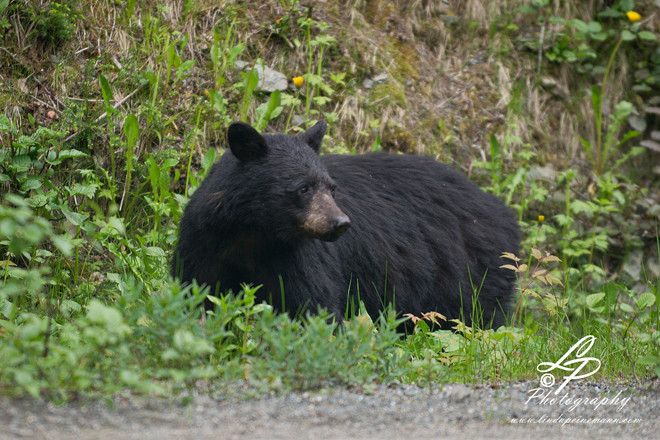 ALASKA 2012 - Brown Bear