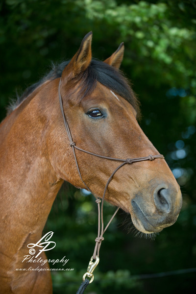 Pferde und Hundefotografie Workshop mit Linda in Hamburg