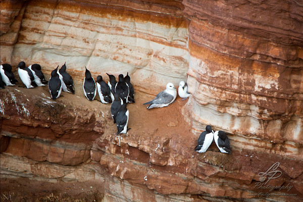 Fotoreise Helgoland - Januar 2015 / Foto: Linda Peinemann