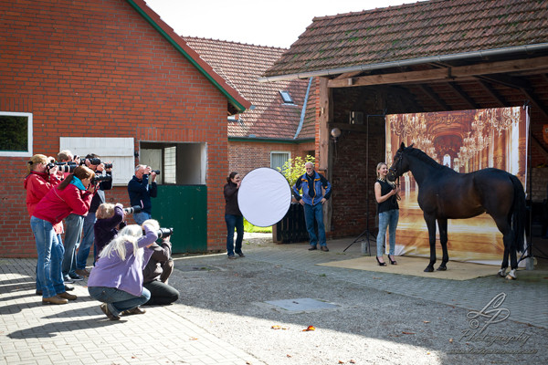 Pferdefotografie - Pferdemuseum Verden September 2014 - Leitung und Fotografie Linda Peinemann