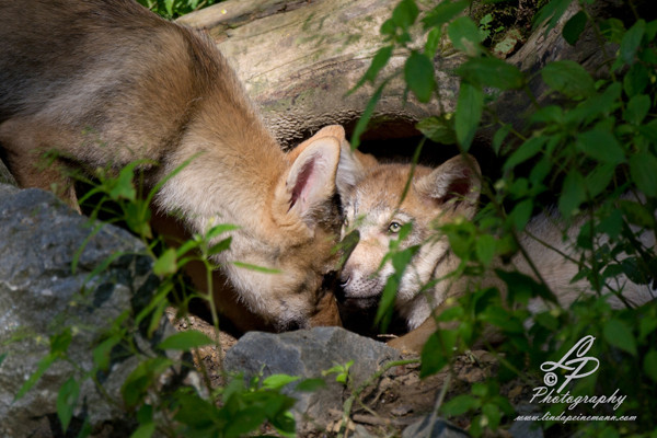 VHS Workshop "Tierfotografie für Fortgeschrittene" 12.07.2014  - Leitung & Fotografie Linda Peinemann