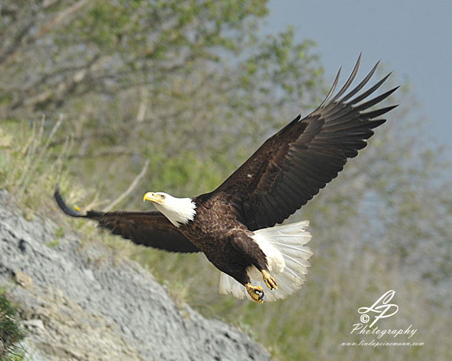 ALASKA 2012 - Bald Headed Eagle