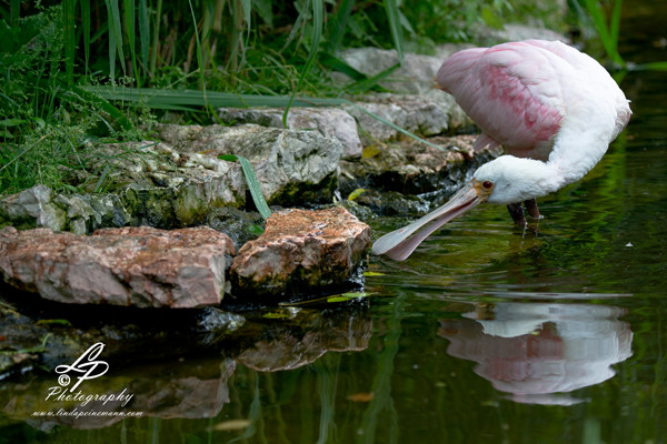 VHS Twistringen Workshop / Vogelpark Walsrode Juni 2014 - Leitung & Fotografie Linda Peinemann