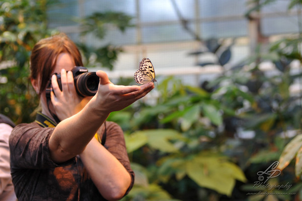 Makrofotografie - Schmetterlingshaus Bremen - Leitung und Fotografie Linda Peinemann Nov.2014