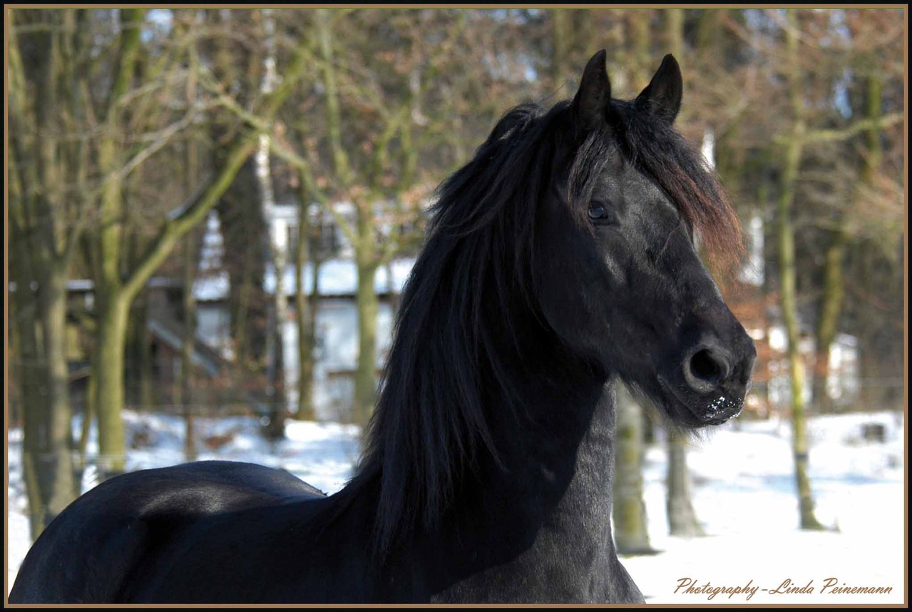 Friese - Friesian Horses