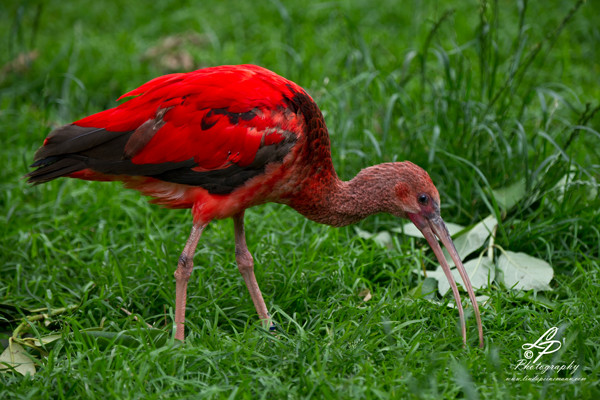 VHS Twistringen Workshop / Vogelpark Walsrode Juni 2014 - Leitung & Fotografie Linda Peinemann