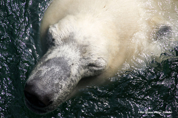 VHS Foto Workshop - Hannover Zoo - 26.07.2014. Leitung Linda Peinemann