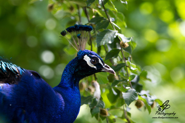 VHS Workshop "Tierfotografie für Fortgeschrittene" 12.07.2014  - Leitung Linda Peinemann