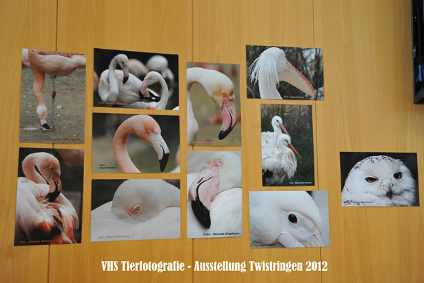 VHS Twistringen - Tierfotografie - Hannover Zoo 2012 - Fotoausstellung im Rathhaus