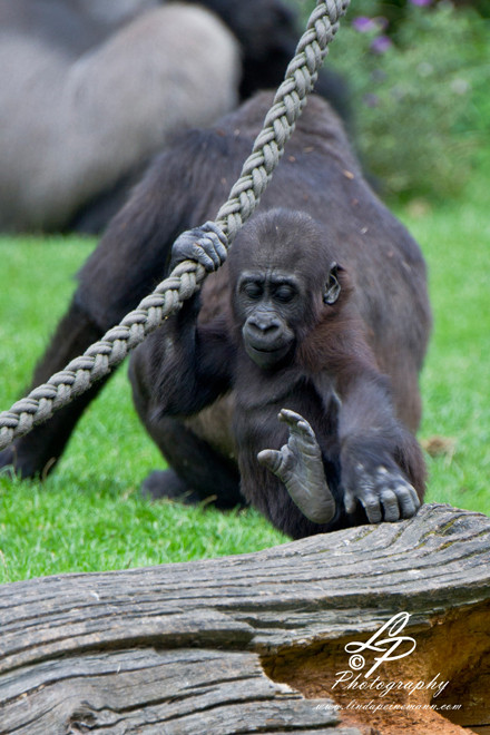 Gorillas - young gorillas at play