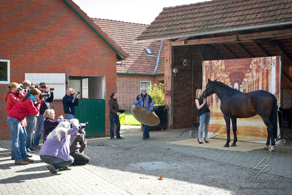 Pferdefotografie - Pferdemuseum Verden September 2014 - Leitung und Fotografie Linda Peinemann