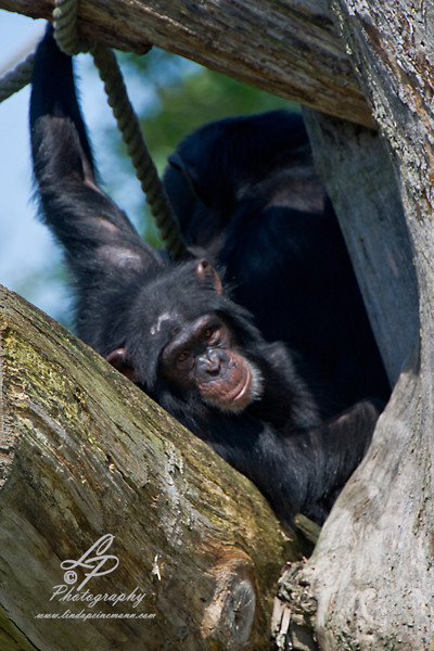 VHS Workshop "Tierfotografie für Fortgeschrittene" 12.07.2014  - Leitung Linda Peinemann